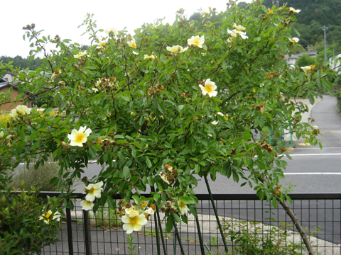 c0289473_13173129.jpg