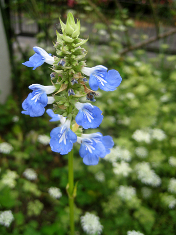 c0289473_13174160.jpg