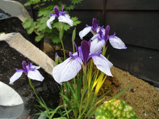 f0170173_14324861.jpg
