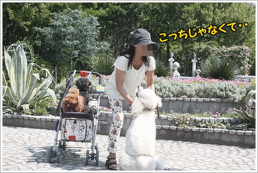 b0111376_13393733.gif