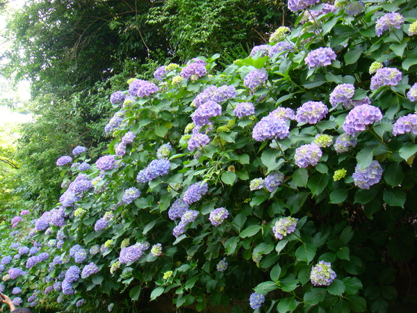 e0007801_22384067.jpg