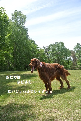 a0134004_1713965.jpg