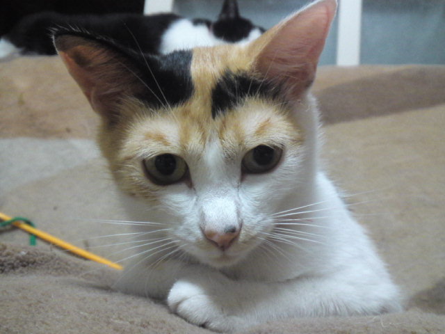 a0206019_933718.jpg