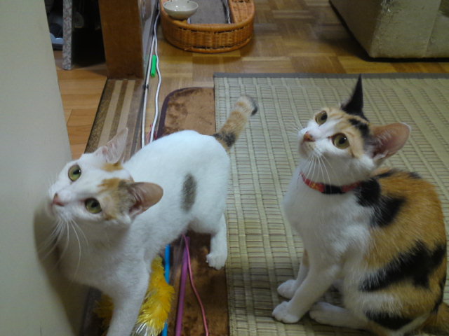 a0206019_942936.jpg