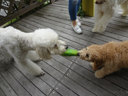 c0254426_23583762.gif