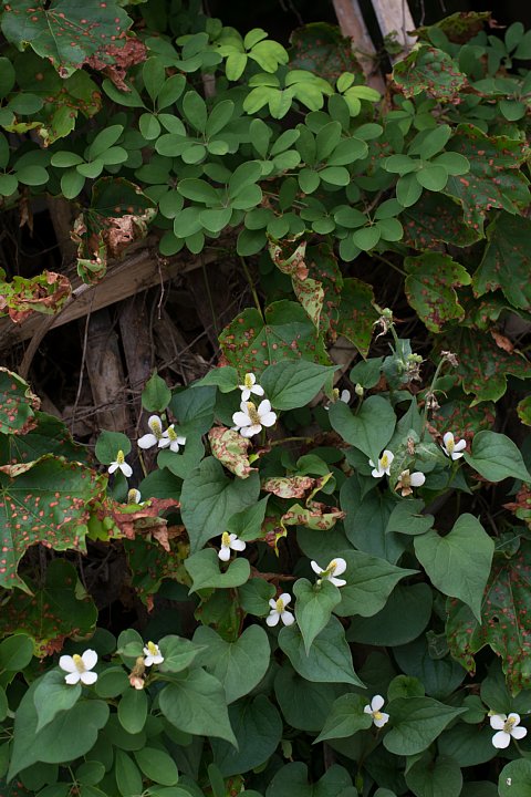 b0134829_1042015.jpg
