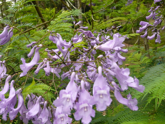 a0206332_1511578.jpg