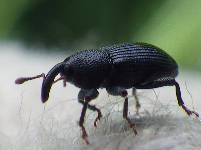 f0118332_2341473.jpg