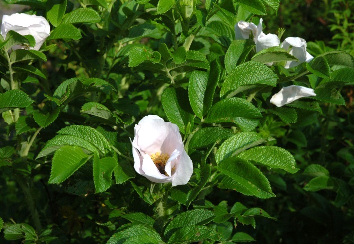 c0002943_16231497.jpg