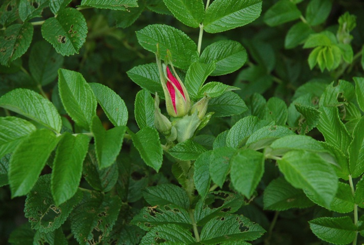 c0002943_16463412.jpg