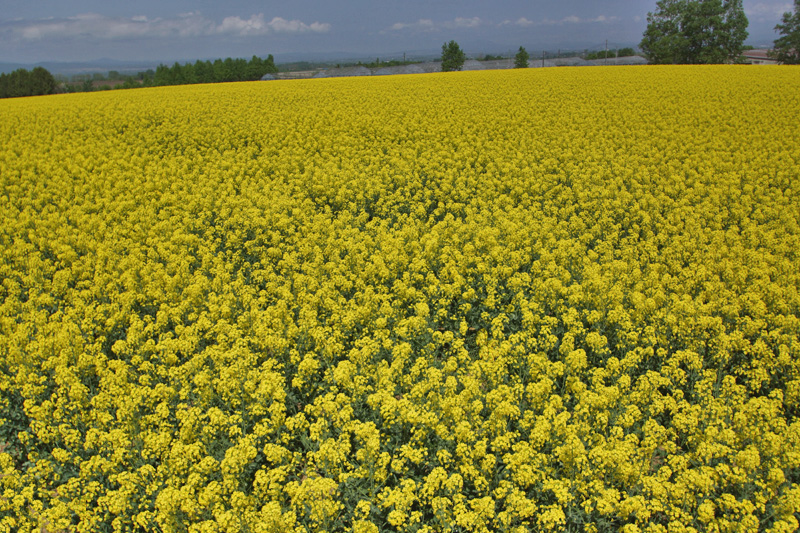 a0112747_23335919.jpg