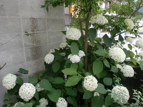 c0172261_0493888.jpg