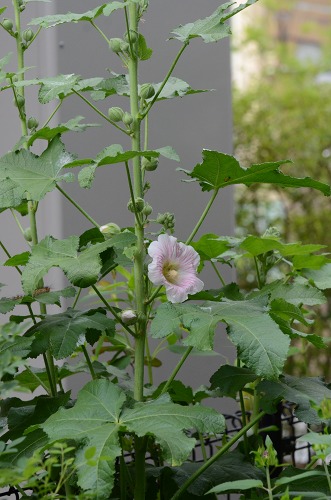 c0186463_19164022.jpg