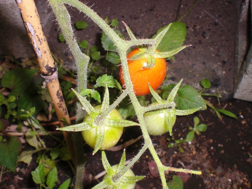 d0098363_13452410.jpg