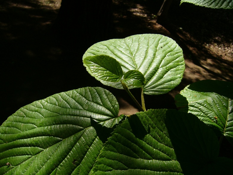 c0198781_6305261.jpg