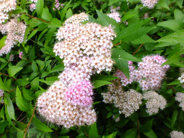 e0145782_1005237.jpg