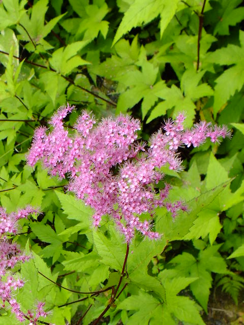 e0145782_1012837.jpg