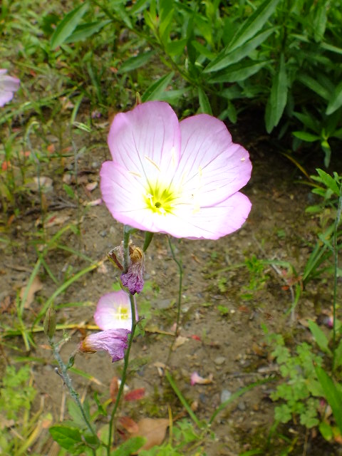 e0145782_1015773.jpg