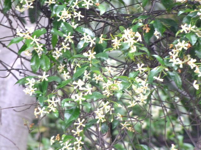 e0145782_9545287.jpg