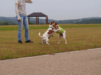 c0191597_22182322.gif