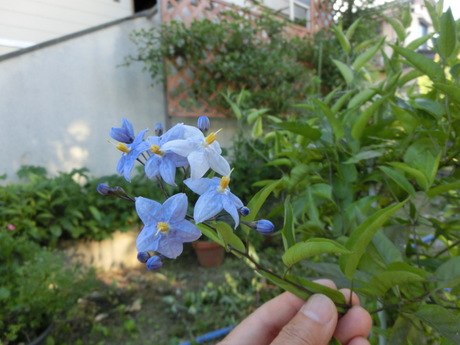 a0203003_19393083.jpg