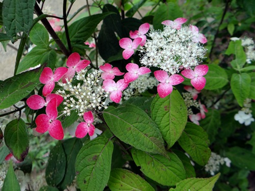 d0037233_9475582.jpg