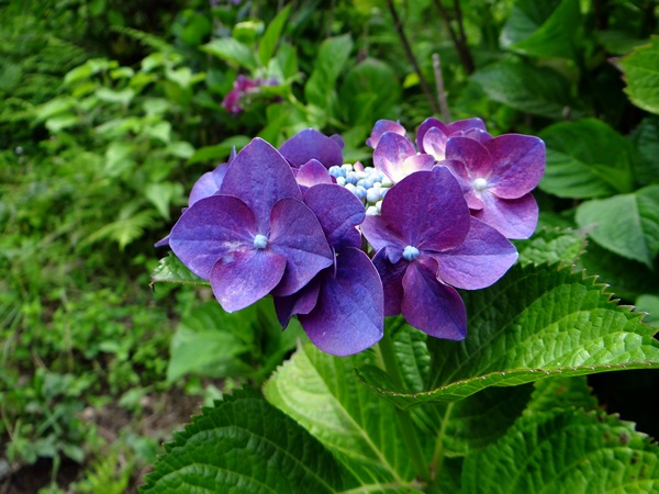 d0037233_947986.jpg