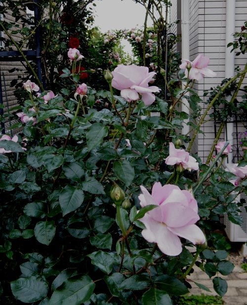 d0118050_1443358.jpg