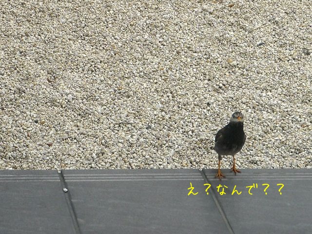 f0177261_21583368.jpg