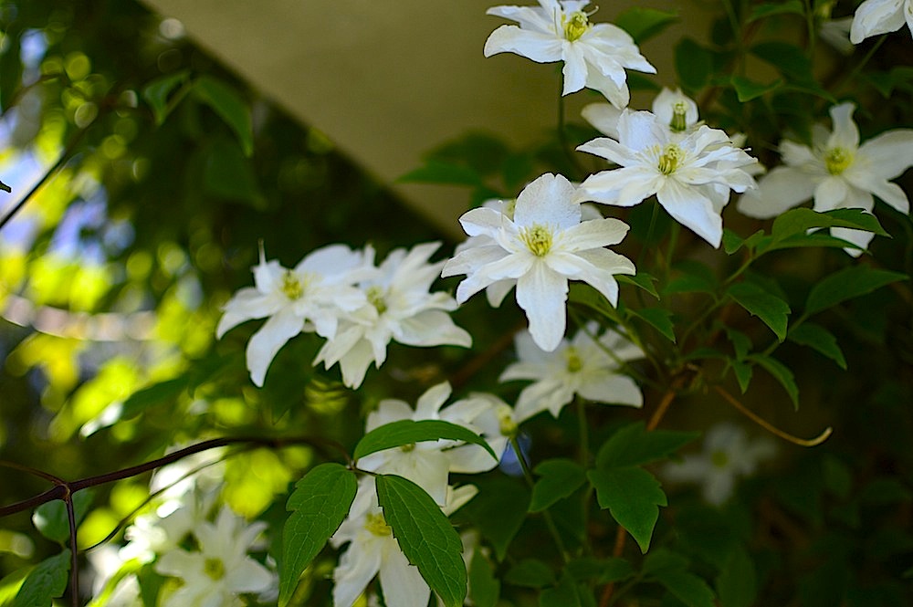 e0305164_1554615.jpg