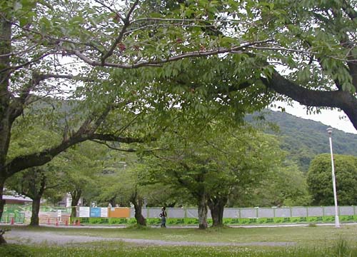 d0053294_1914554.jpg