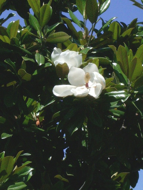 e0025300_12432345.jpg