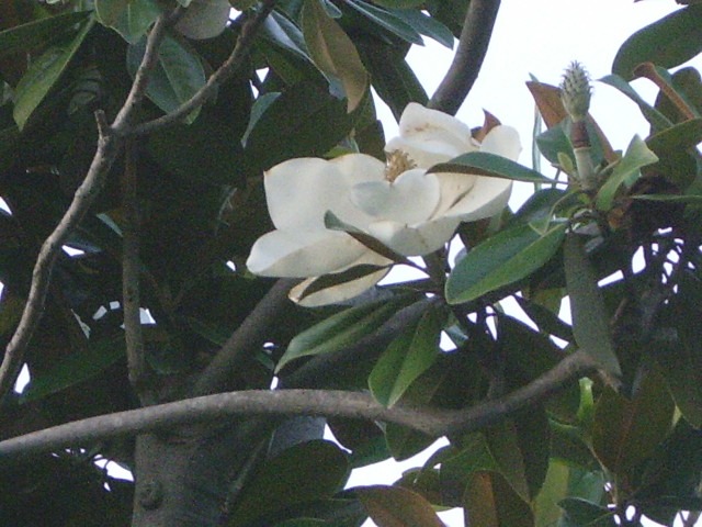 e0025300_1245659.jpg