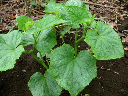 a0135201_14324140.jpg