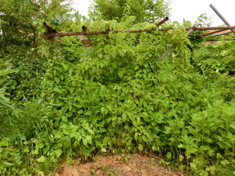 a0203003_9233869.jpg