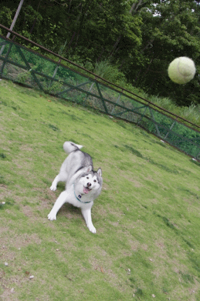 b0207615_22373041.gif