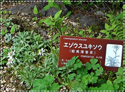 d0037233_1001626.jpg