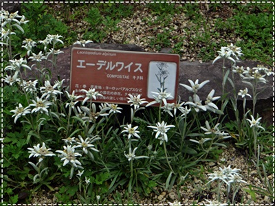 d0037233_9221078.jpg