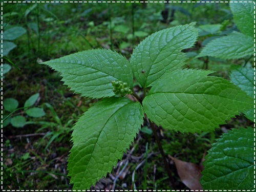 d0037233_923199.jpg