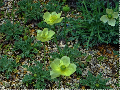 d0037233_9543227.jpg