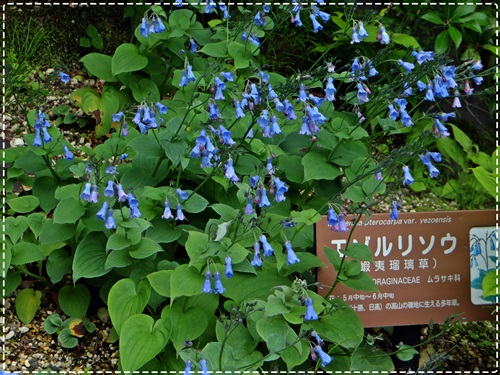 d0037233_955198.jpg