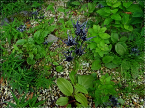 d0037233_9561437.jpg