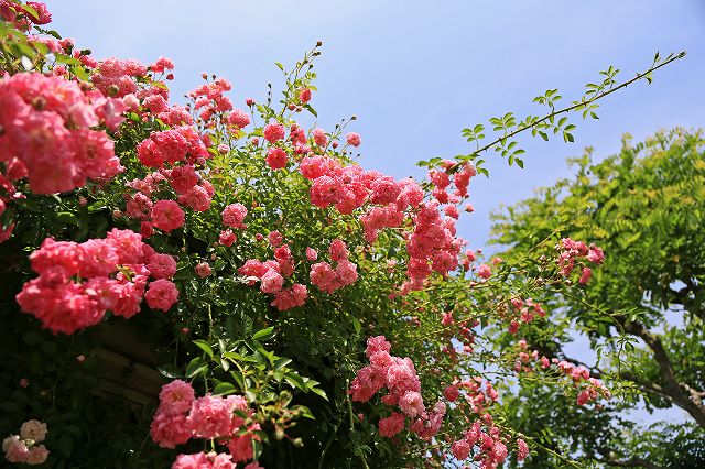 a0242438_19552917.jpg