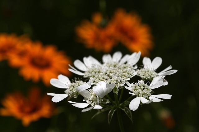 a0242438_203377.jpg