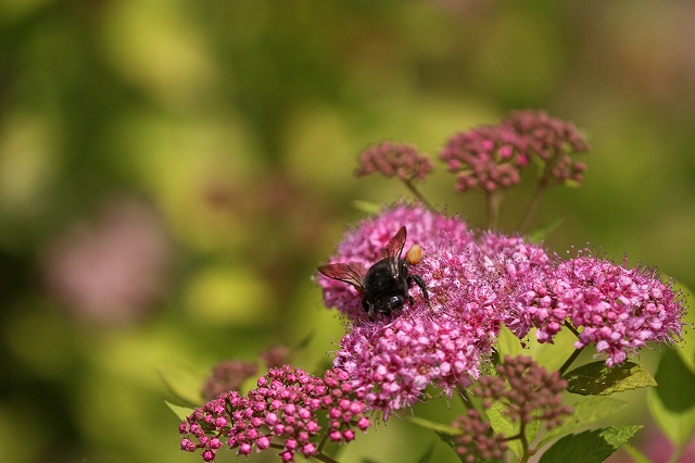 a0242438_2034638.jpg