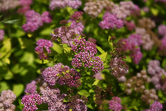 a0242438_2035458.jpg