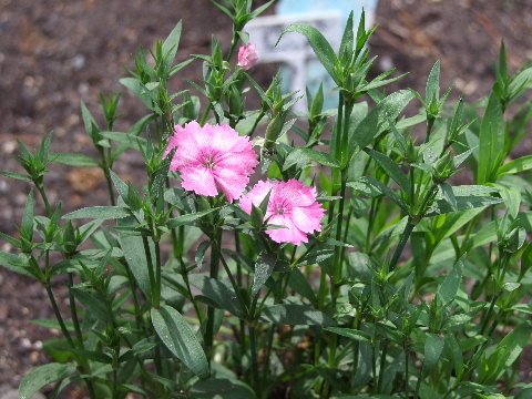 e0088260_21471235.jpg