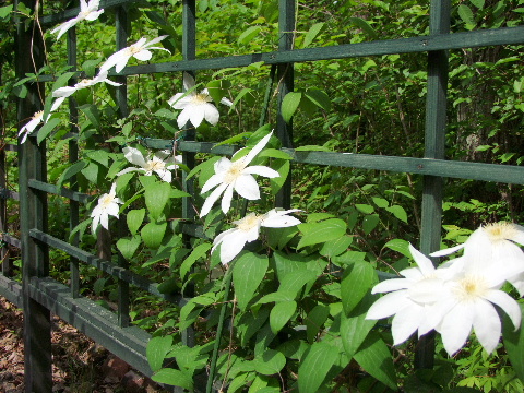 e0088260_2147390.jpg