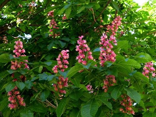 d0084473_1632255.jpg