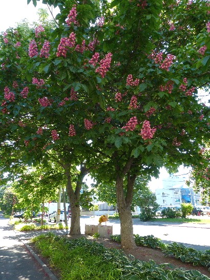 d0084473_1634418.jpg